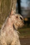SCOTTISH TERRIER 193